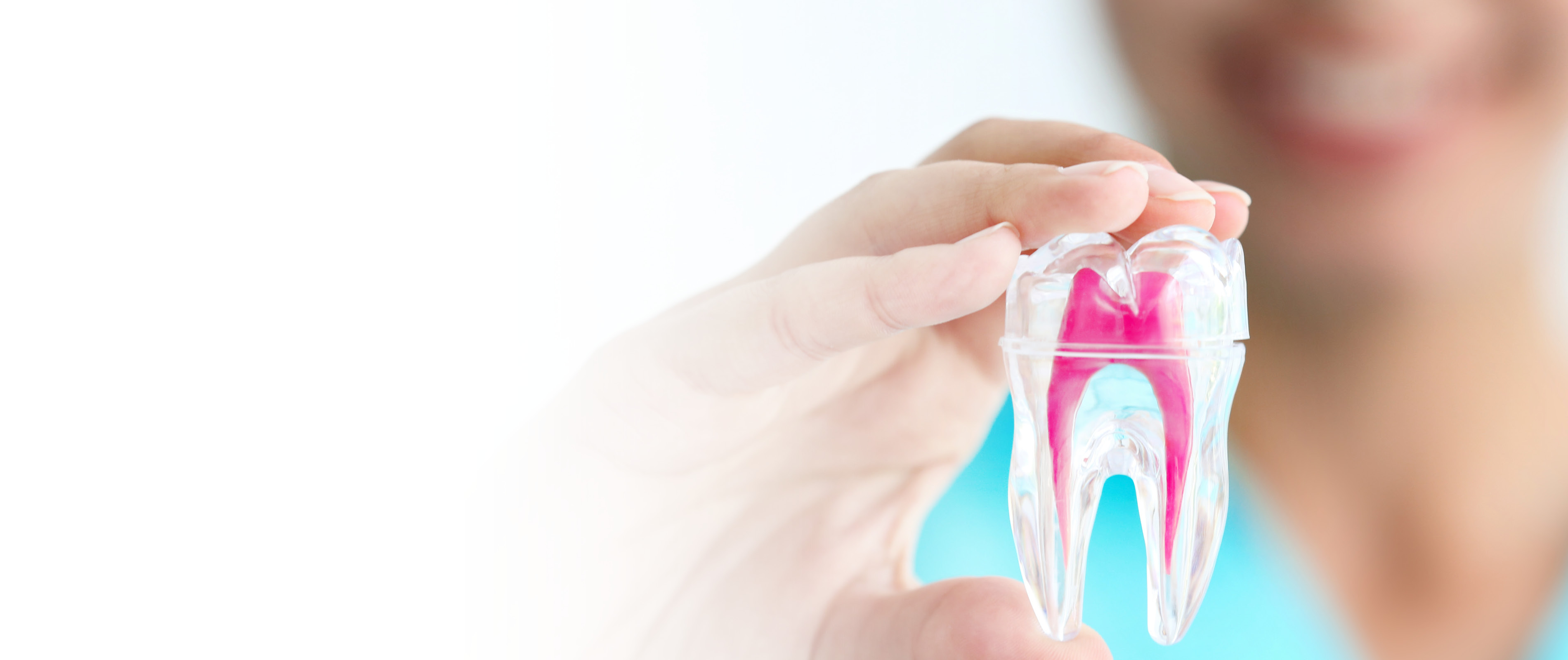 Dentist holds pink tooth in hand